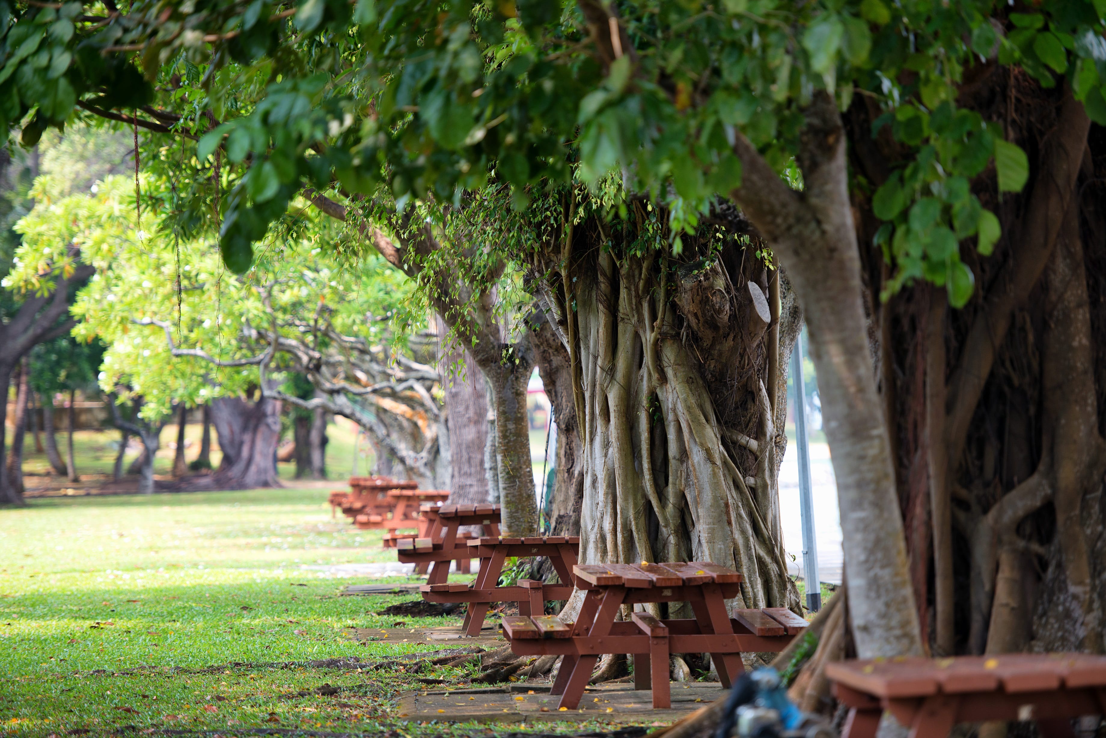 Benches under trees on Lazarus Island